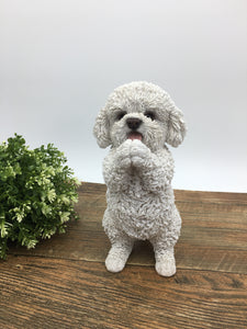 Poodle Playing Puppy