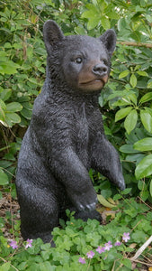 Black Bear Cub Standing