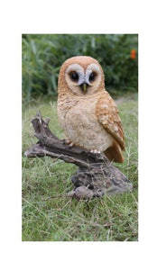 Owl Tawny on Stump